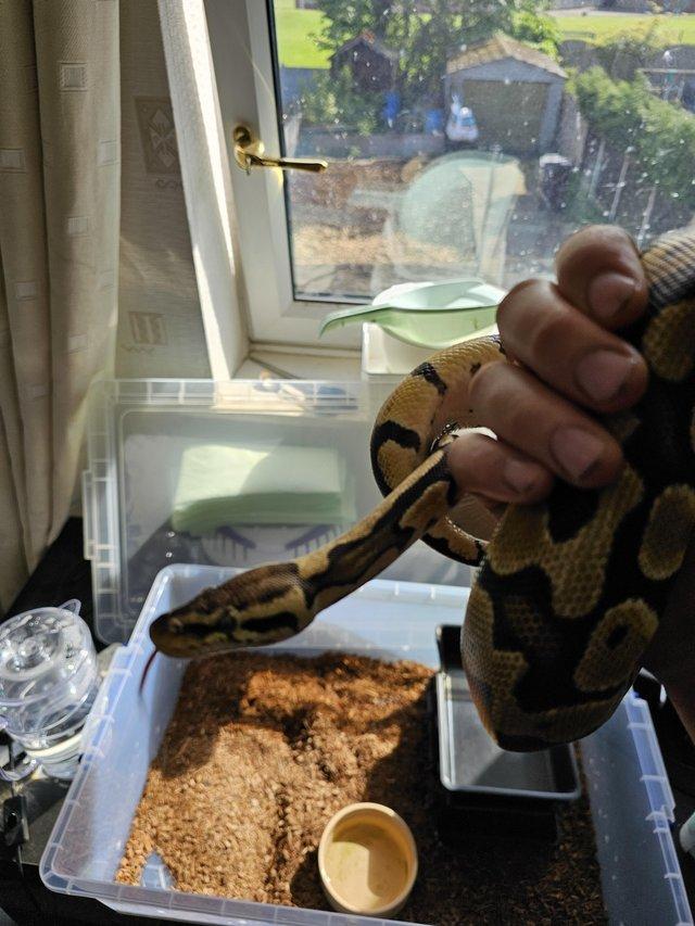 Preview of the first image of 3 year old female royal python.