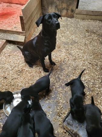 Image 8 of Beautiful Labrador Puppies For Sale