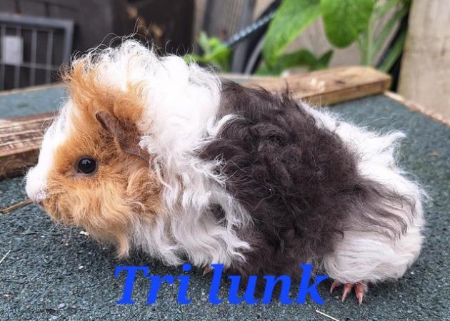 Image 9 of Stunning baby boar/male guinea pigs