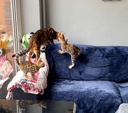 Image 14 of Stunning 5 Generations Pedigree Bengal Kittens in London