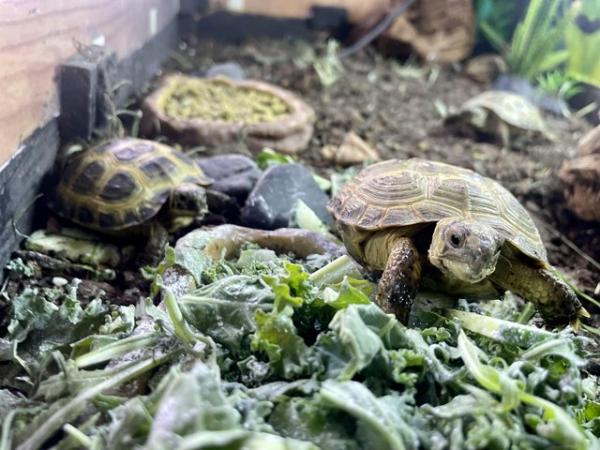Image 6 of CB23 Horsefield/Russian Tortoises ready for new homes