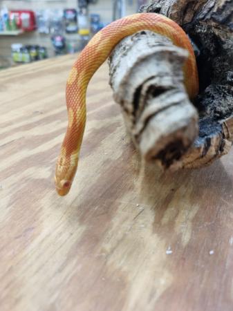 Image 5 of Beautiful Amel Motley Corn Snake