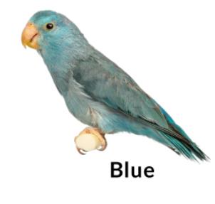 Preview of the first image of Blue, Male, Parrotlet, under 12 months old.