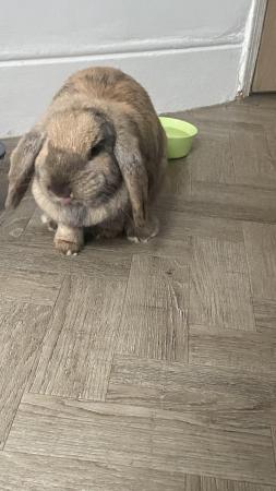 Image 6 of 2 sister French lop rabbits approx 11 months old
