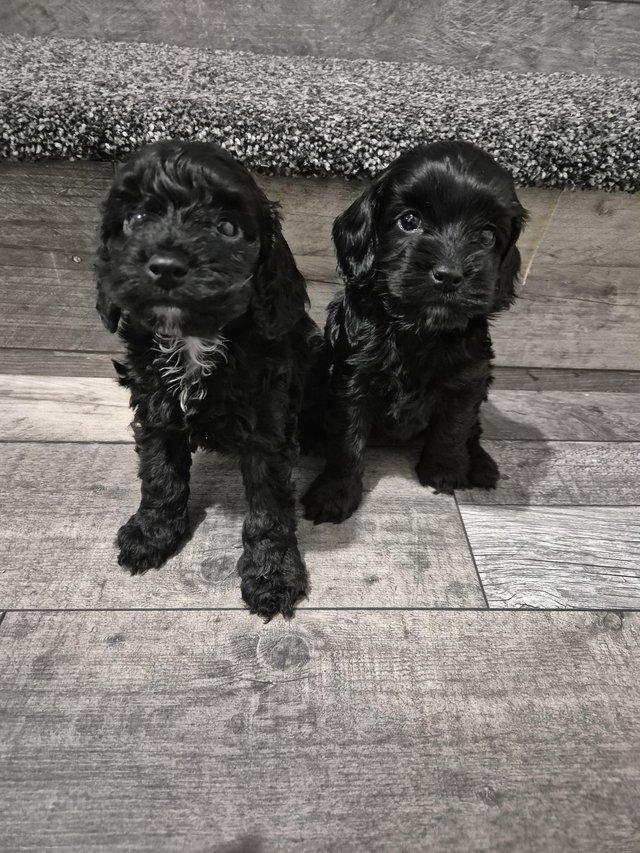 Preview of the first image of Stunning cockapoo 1 girl left *ready now*.