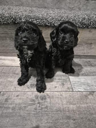 Image 1 of Stunning cockapoo girl ready now