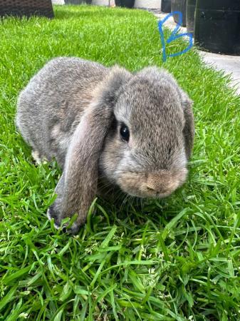 Image 4 of Male and Female Mini Lop Rabbits For Sale