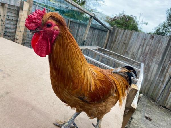 Image 2 of 2 year old brown rooster £10