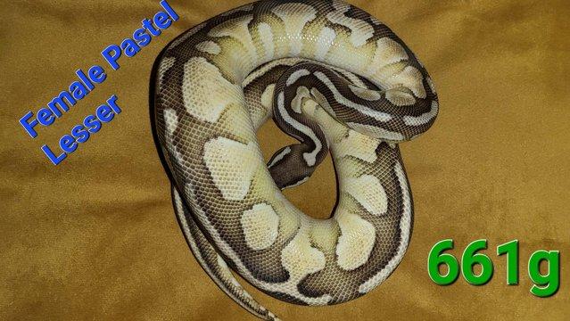 Image 7 of Royal pythons for sale, from as little as £20