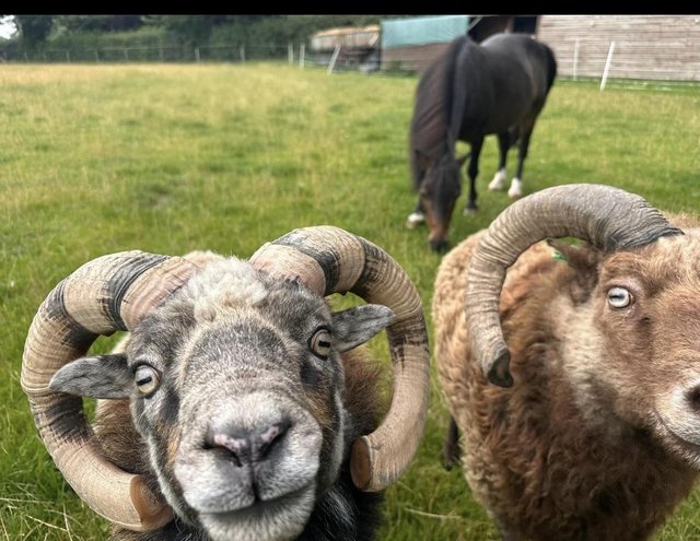 Preview of the first image of 5 x North Ronaldsay rams.