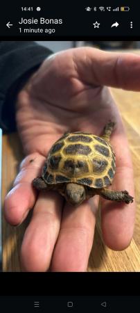 Image 1 of Baby horsfield tortoise with 3ft Viv