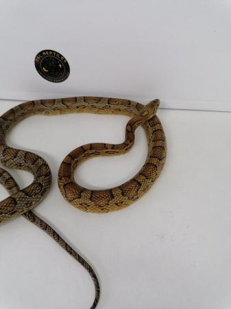 Image 5 of Corn snakes adult female proven breeders
