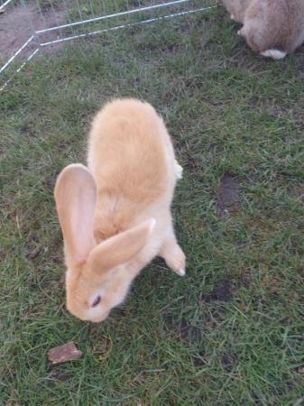 Image 3 of Yellow Continental Giant Rabbit
