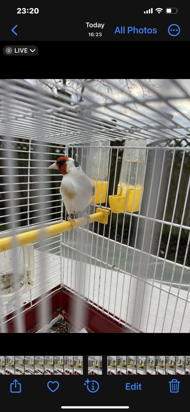 Preview of the first image of 3 Siberian goldfinch cock 2023.
