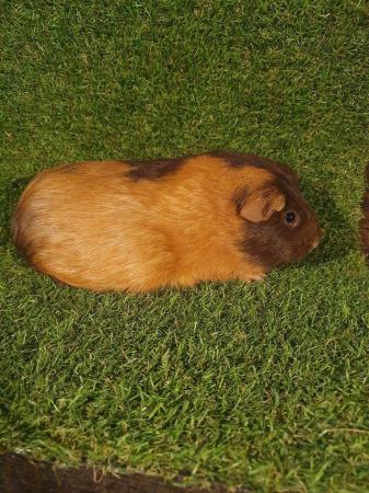 Image 17 of Guinea pigs males and females