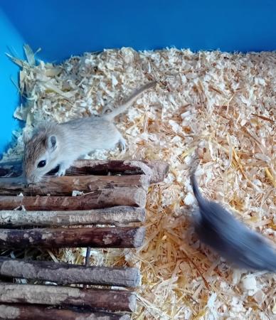 Image 2 of Gerbils for sale males and females