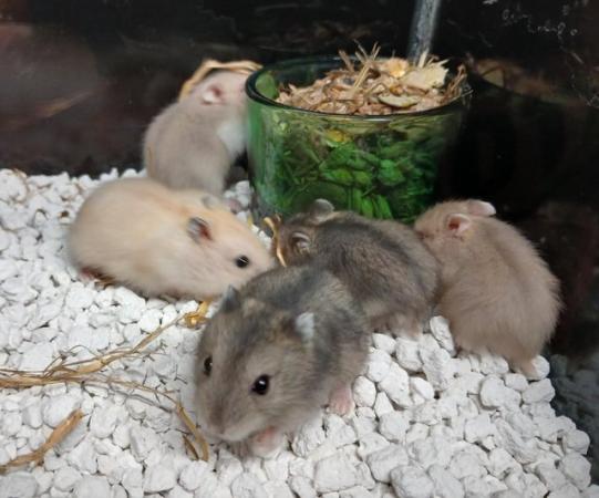 Image 8 of Baby Campbells Dwarf Hamsters , Different colours