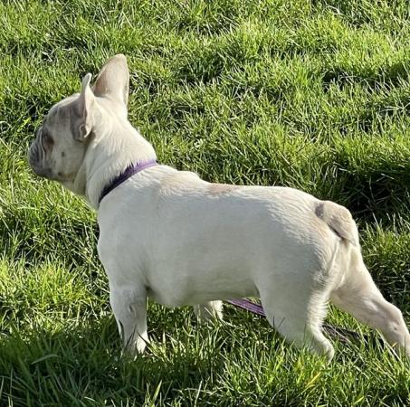 Image 8 of KC REGISTERED TRUE TO TYPE FRENCH BULLDOG PUPPY BOY