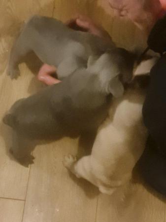 Image 2 of French Bulldog Puppies ALL SOLD