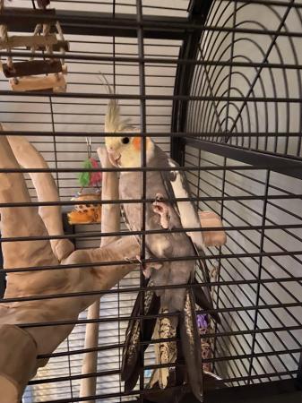 Image 3 of 11 month old female cockatiel with large cage and accessorie