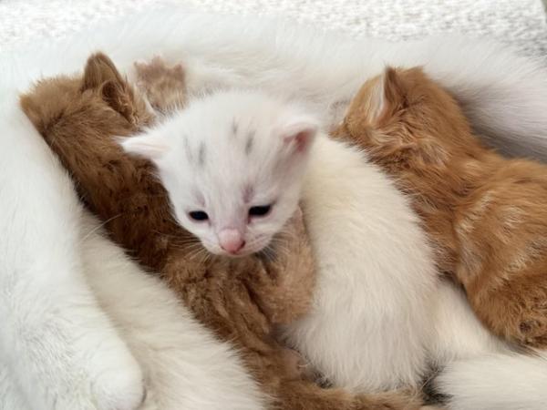 Image 4 of Kittens - White, Ginger and Tabby
