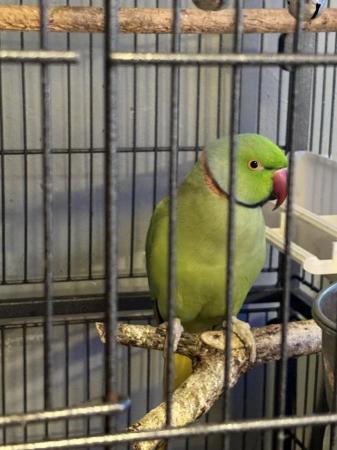 Image 1 of Male Indian ringneck parrot