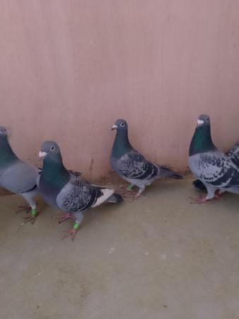Image 2 of Racing pigeons available all ages