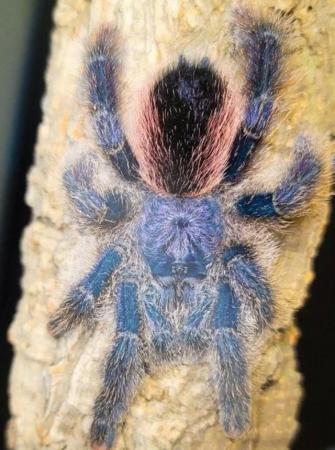Image 1 of Unwanted tarantulas rehome