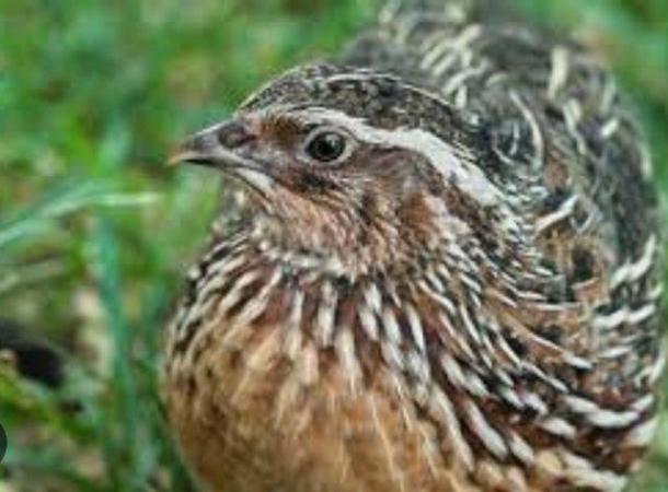 Image 2 of Japanese Quail Female Coturnix Quail Lay an egg every day