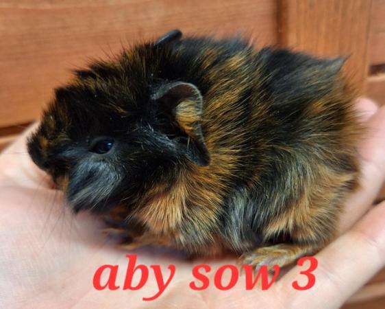 Image 2 of Lovely sow, girl, female guinea pigs