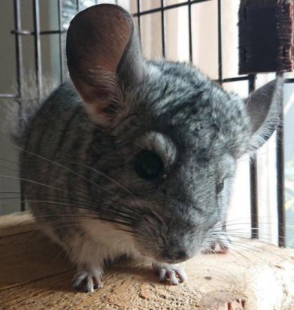 Image 4 of Baby Boys Chinchilla 6 months old