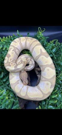 Image 1 of Royal python for sale multi gene