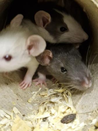 Image 5 of Beautiful young fancy rats