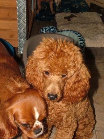 Image 2 of RED KC REG TOY POODLE FOR STUD ONLY! HEALTH TESTED