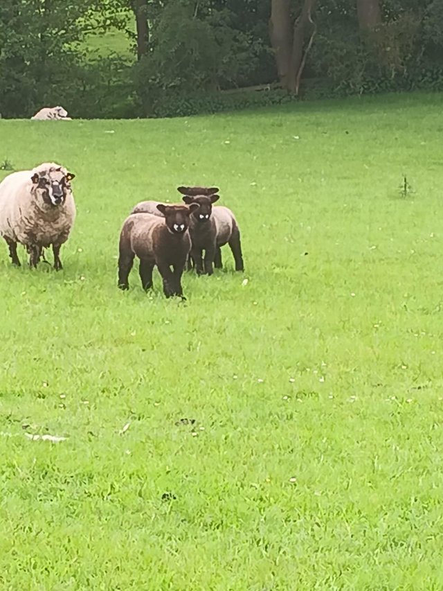 Preview of the first image of Registered Coloured Ryeland Ewe lambs.
