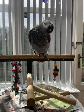 Image 2 of African Grey Parrot Tame and Talking!
