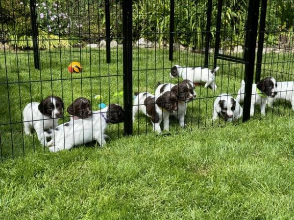 Image 4 of English Springer Spaniel Puppies KC Registered