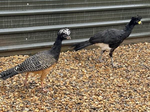 Image 2 of Bare-faced curassow Available