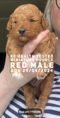 Image 4 of KC health tested miniature poodle boy