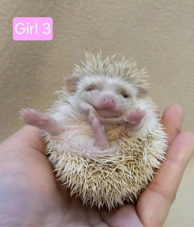 Image 6 of African Pygmy Hedgehogs - APH Club UK Approved breeder