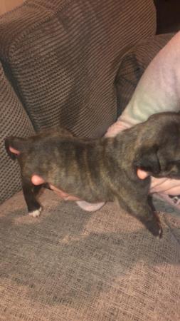 Image 6 of Staffie pups for sale ready to leave on 8th may
