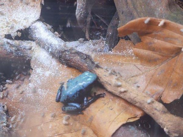 Image 2 of Adelphobates Galactonotus "Blue" Froglets