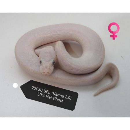 Image 2 of Cb22 male Royal python Karma2.0 (Phantom Butter)