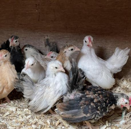 Image 8 of Serama chicks, lots of colours, various ages/prices