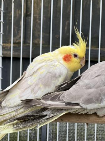 Image 6 of Quality Baby & Adult breeding cockatiels - Various Colours
