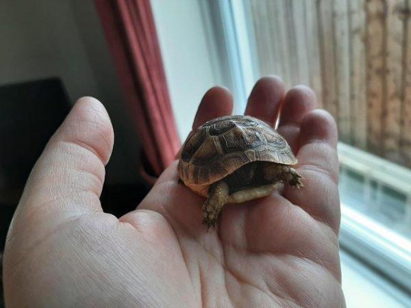 Image 4 of Baby Spur Thigh Tortoises for sale