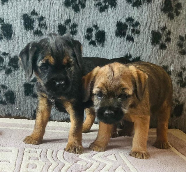 Preview of the first image of BORDER TERRIER PUPPIES AWAITING THEIR NEW HOMES.
