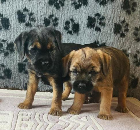Image 1 of BORDER TERRIER PUPPIES AWAITING THEIR NEW HOMES