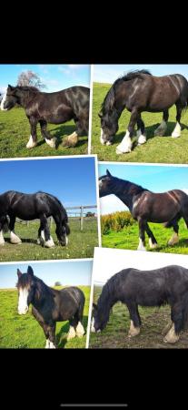 Image 3 of 14.2HH very safe traditional gypsy cob