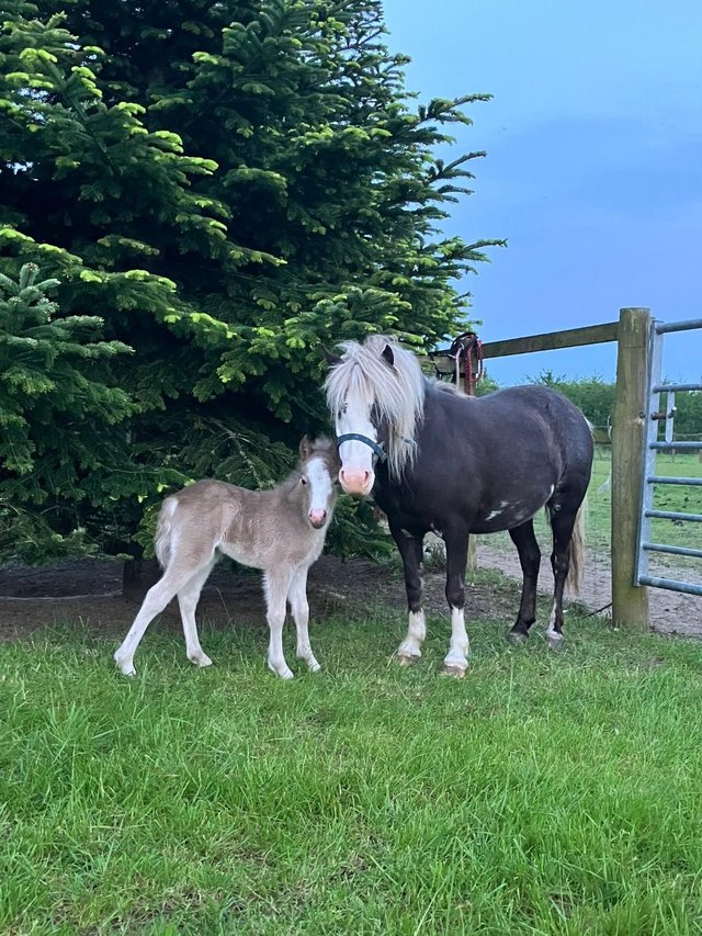 Preview of the first image of Stunning Silver Dapple mare and filly.
